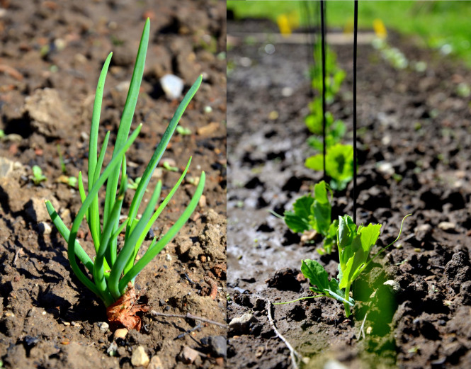 Erbse Douce de Provence und Schalotte Red Sun