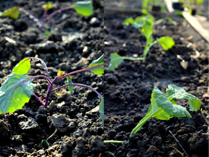 Rotkohl und Wirsing