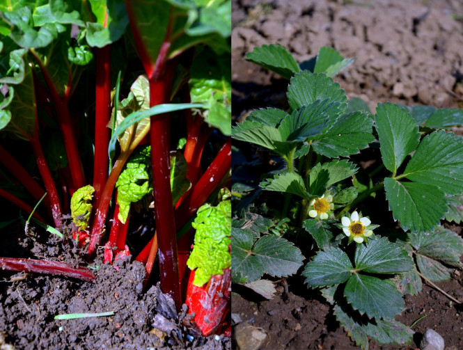Erdbeeren und Rhababer