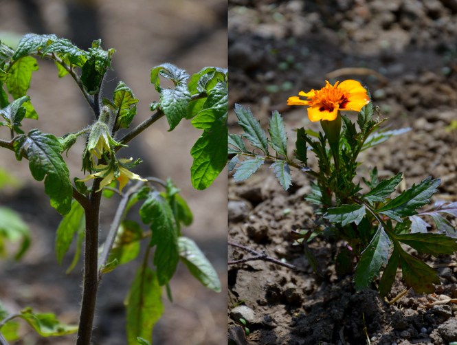 Tomatenblüte und Studentenblume