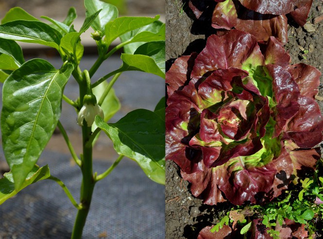 Paprikablüte und roter Kopfsalat
