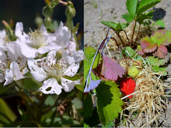 Brombeeren und Erdbeeren
