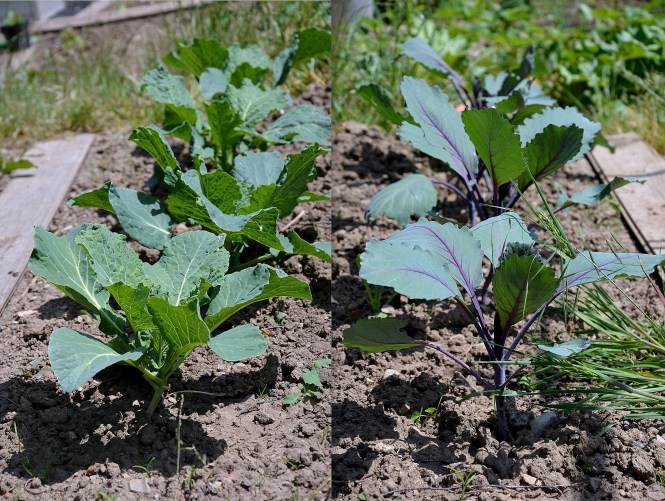 Wirsing und Rotkohl