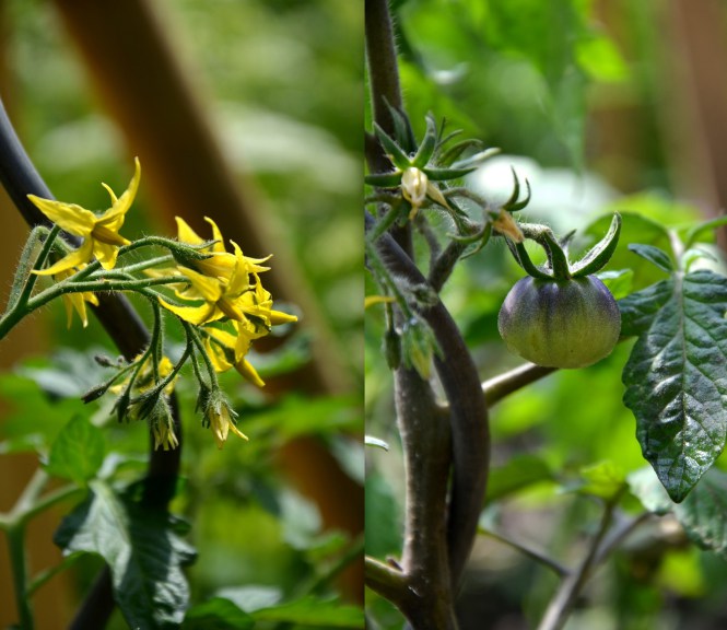 Tomaten
