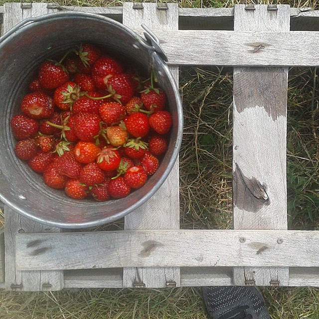 Erdbeerernte in unserem Garten
#erdbeeren #ernte #strawberries #gardening #gärtnern #sommer #summer
