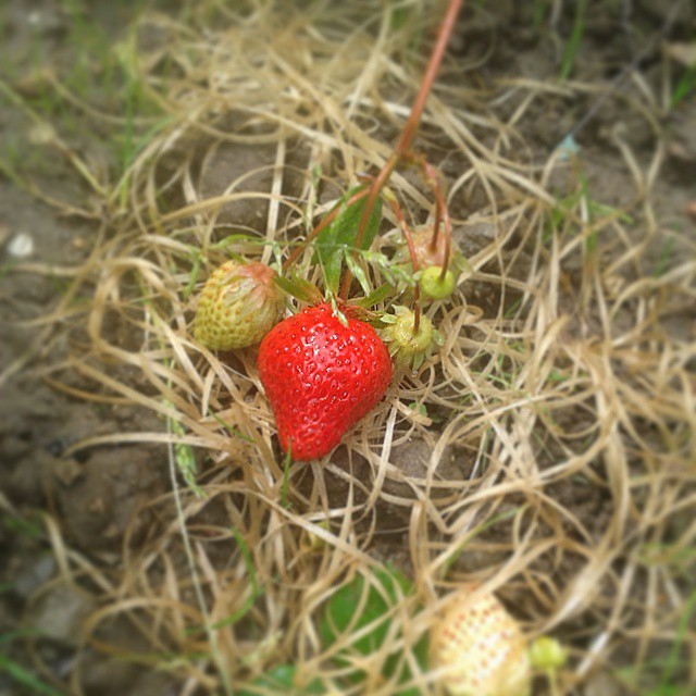 Our first #homegrown #strawberry.
#erdbeere #garten #gärtnern