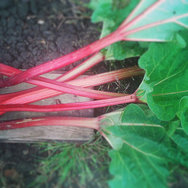 Rhababerernte
#rhubarb #gardening #garden #gärtnern #growyourown #gyo