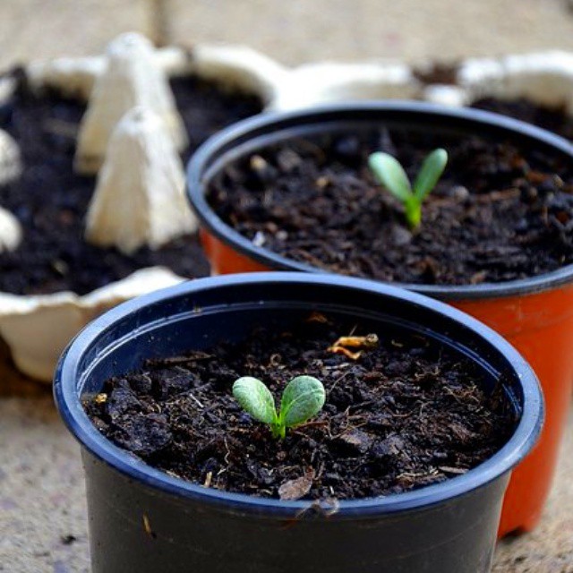 A little bit late in the year, but anyway i'm very excited about my #artichoke seedlings. 
#artischocken #seedlings #gardening #gyo #gärtnern #garten
