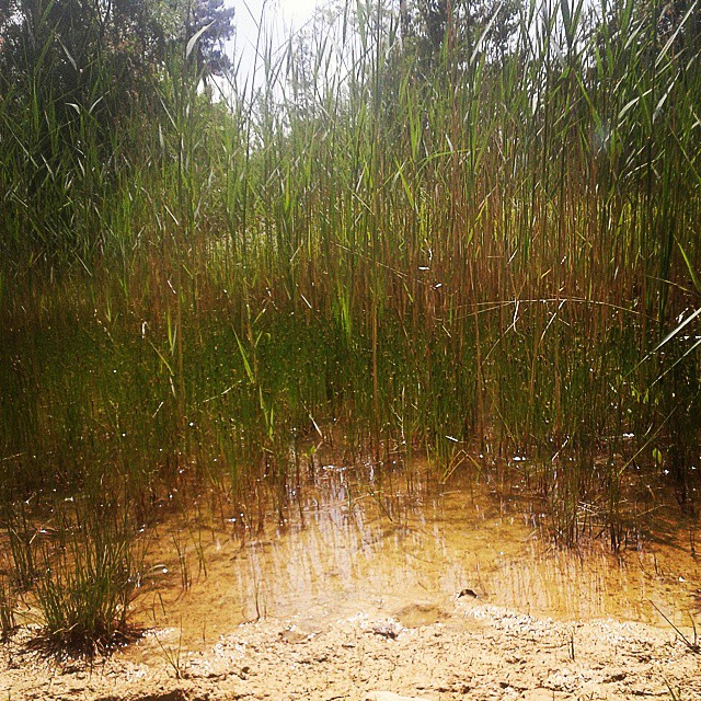 #nature #teich